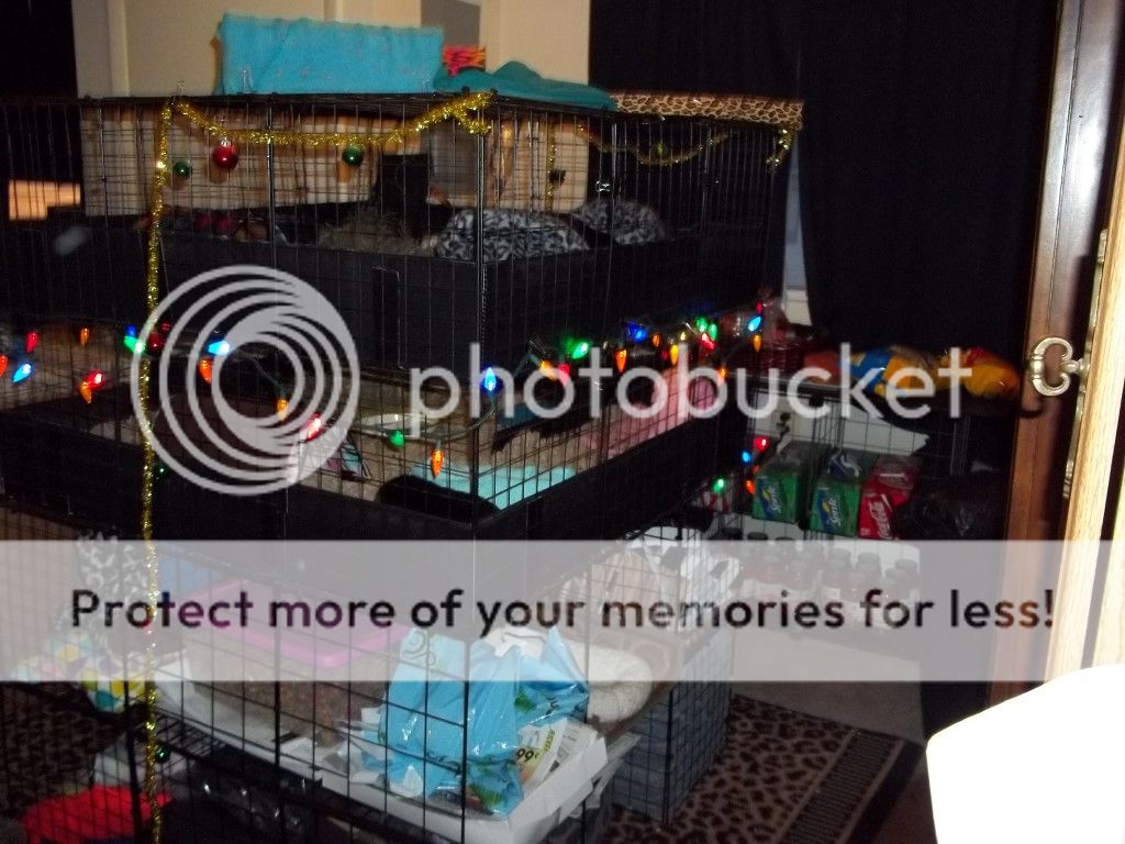 Cage Stacked C & C cage with lids